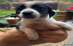 Jackapoo dogs for sale: Jackapoos puppies - Image 2