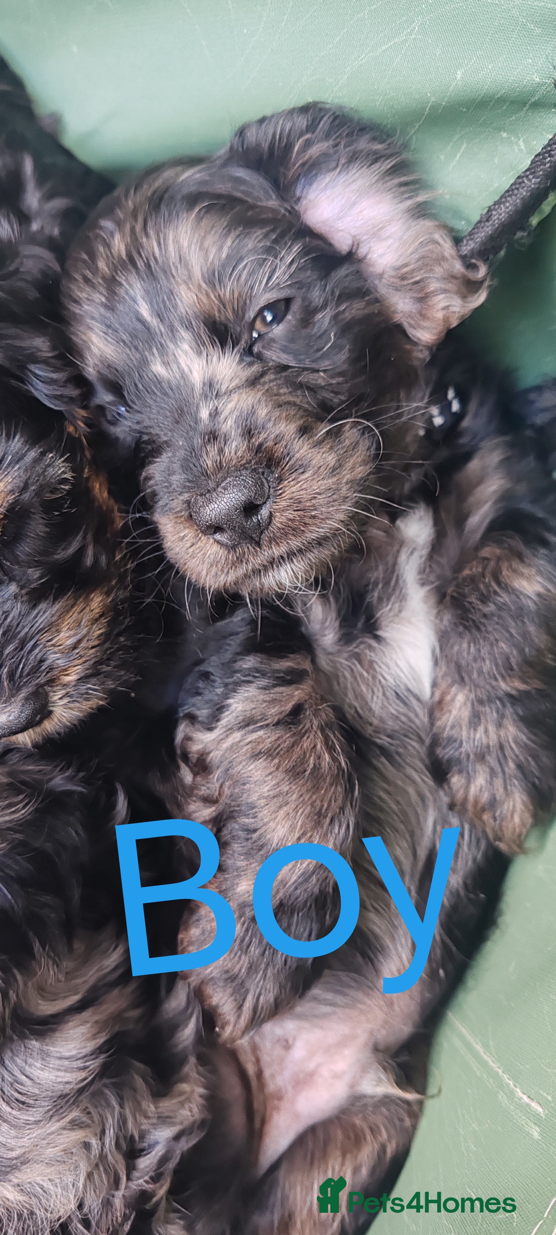 Cockapoo dogs cockapoo puppies F1 - Advert 2