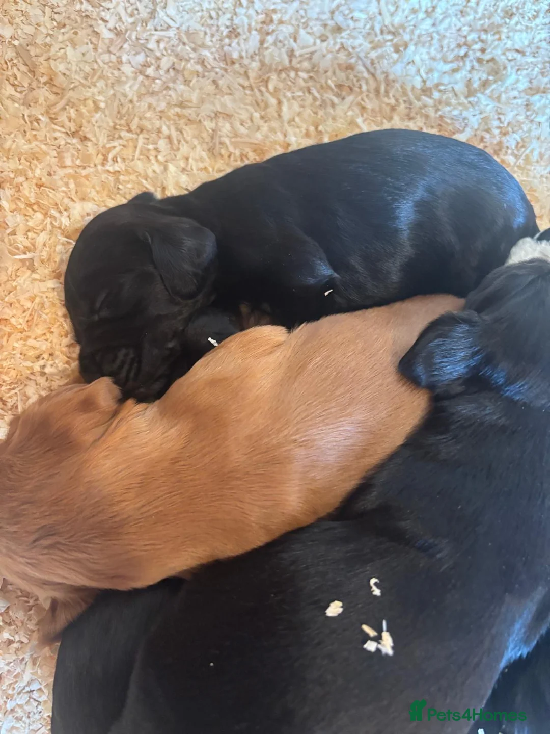 Cocker Spaniel dogs for sale: Working cocker spaniel  - Advert 16