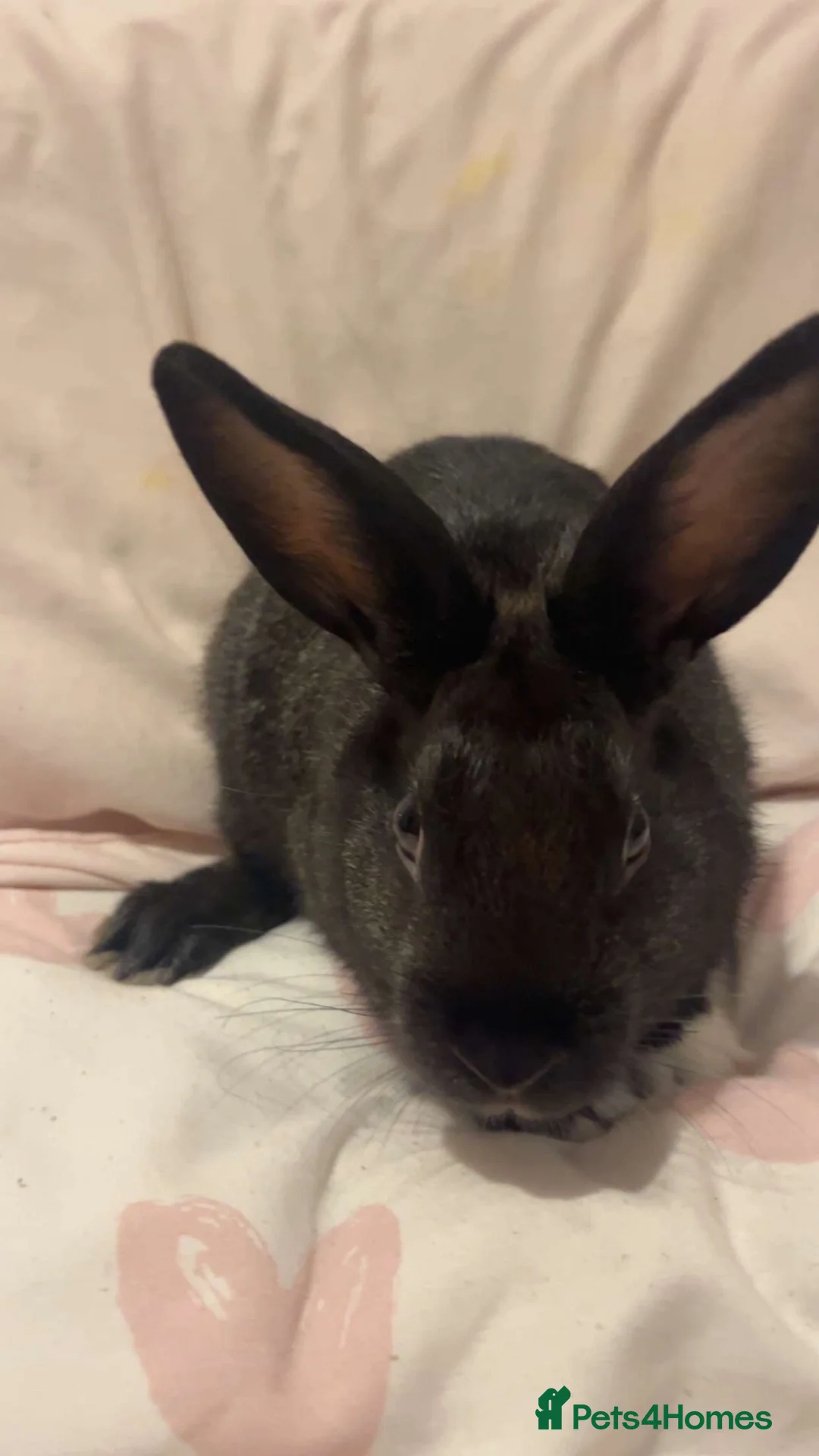 Mixed Breed rabbits for sale: Mini Rex rabbit  in Bristol - Advert 2