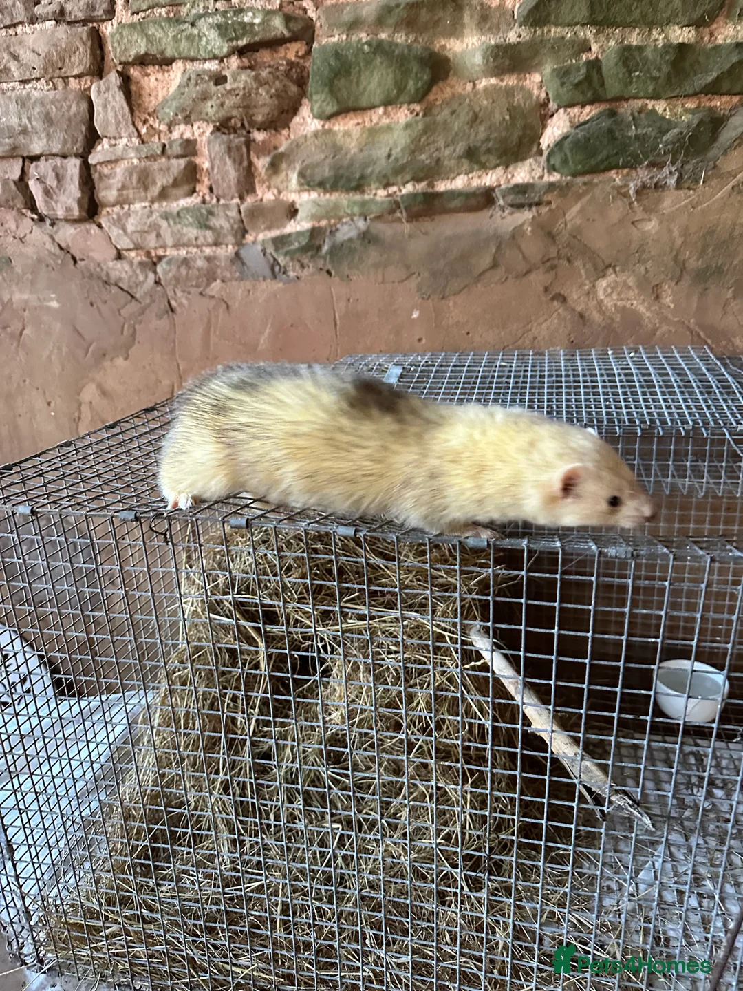 Ferret rodents for sale: Jill Ferret needs good home - Advert 2
