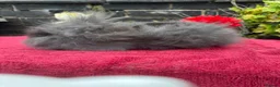 Lionhead rabbits for sale: Lionhead Baby Bunies  - Advert 5