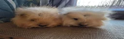 Guinea Pig rodents for sale: 2 Swiss Guinea pigs brothers in Great Yarmouth - Advert 5