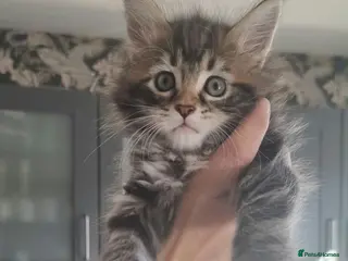 Maine Coon cats MAINECOON KITTENS - Advert 9
