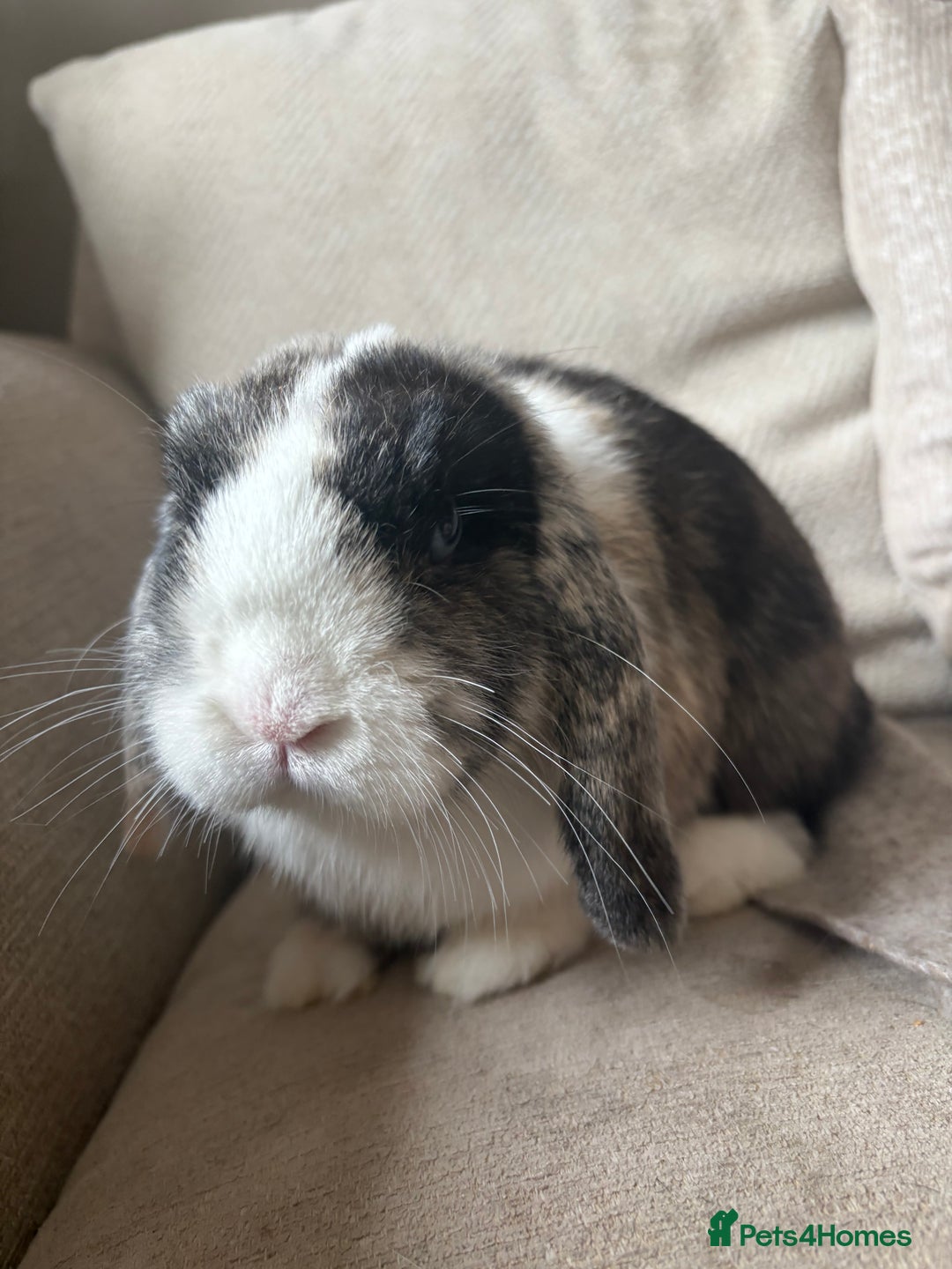 Mini Lop rabbits for sale: 2 x Mini lops with hutch  - Image 4
