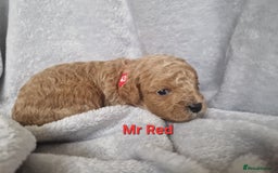 Cavapoo dogs for sale: Health tested stunning cavapoos - Advert 10