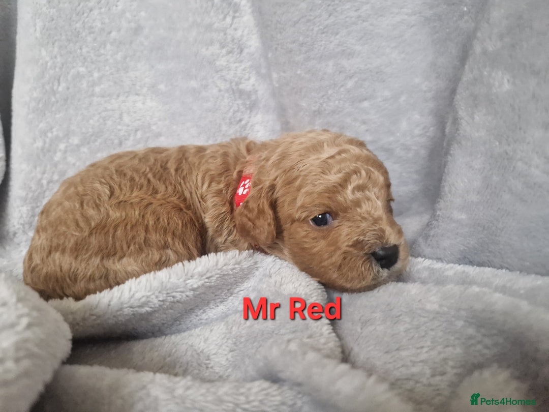 Cavapoo dogs for sale: Health tested stunning cavapoos - Advert 10