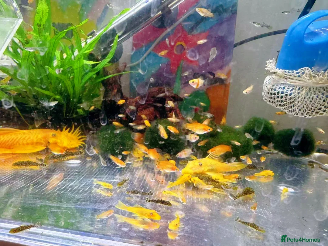 Plecos fish for sale: Bristlenose Pleco Golden&Snowflake – Various Sizes - Advert 14