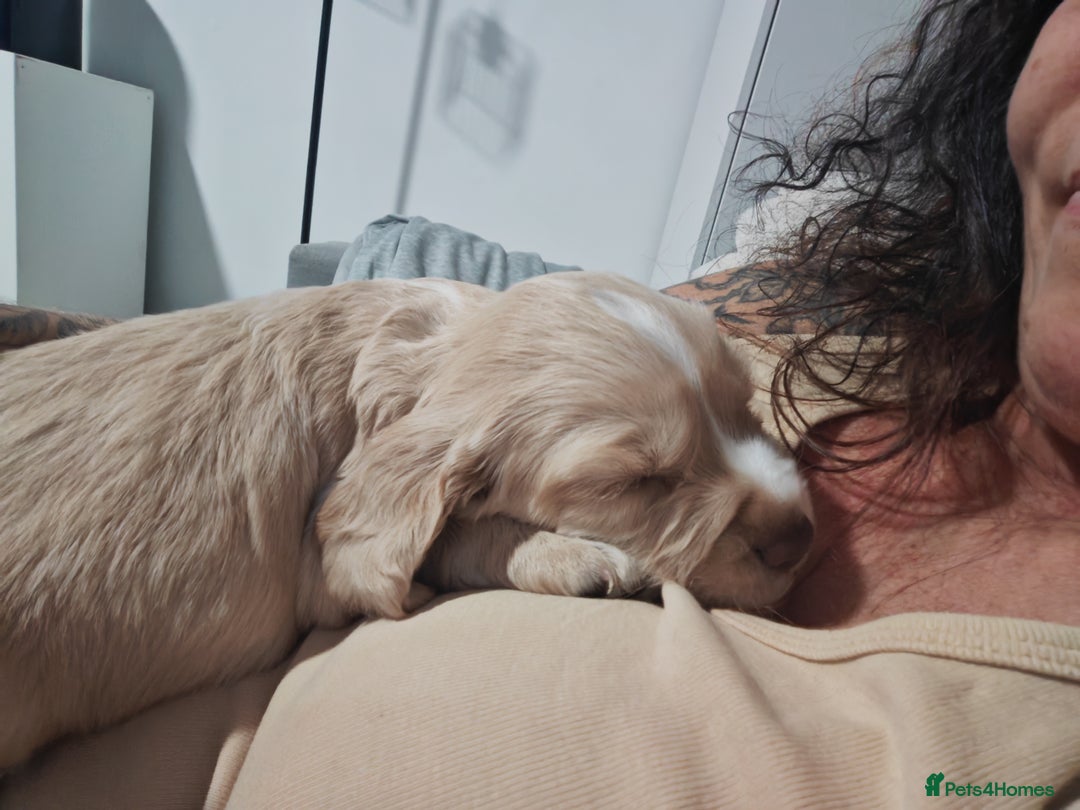 Cocker Spaniel dogs for sale: Pure Working Cocker Spaniel Puppies - Advert 16