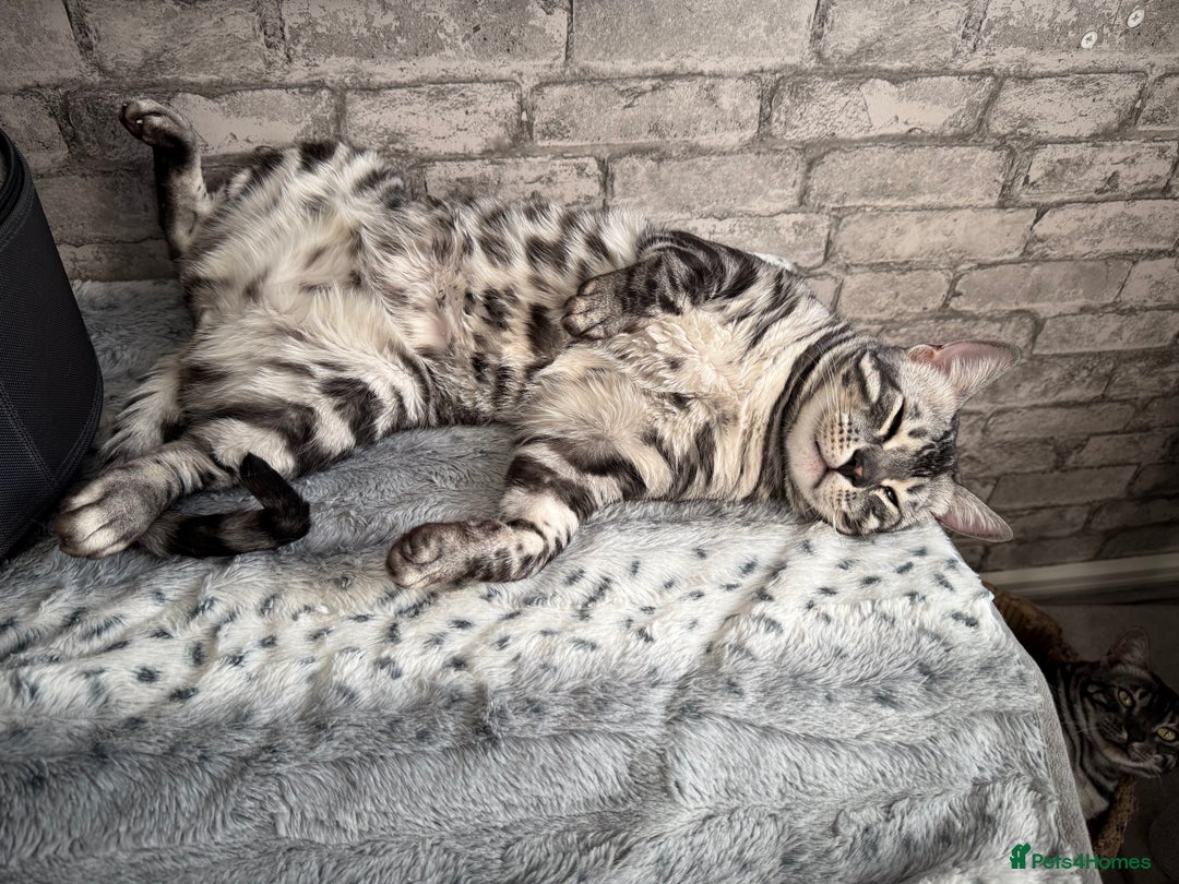 Bengal cats for sale: TICA Registered Silver Bengal Pair - Image 21