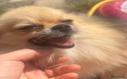 Pomeranian dogs for sale: Pomeranian puppies!  - Image 2