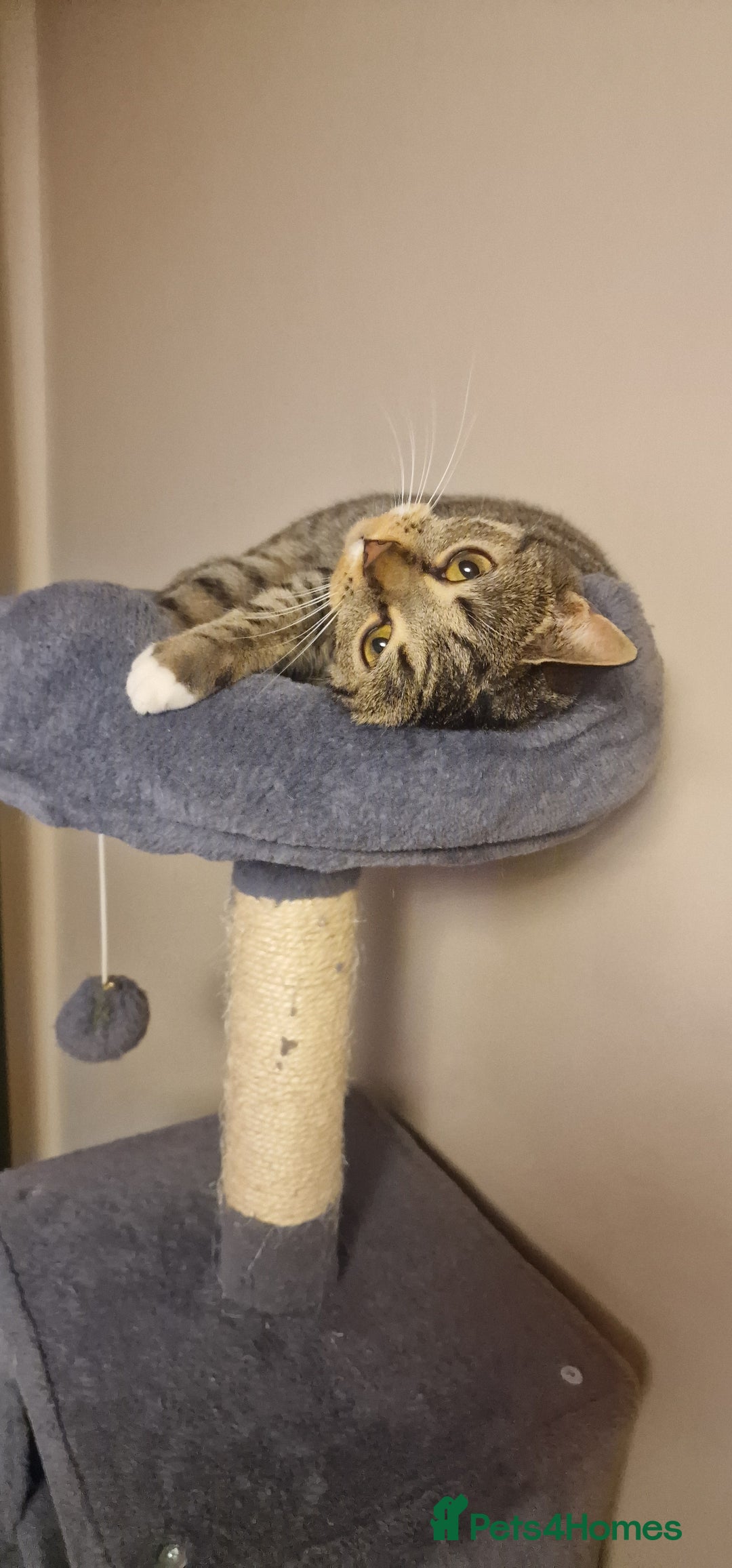 Mixed Breed cats for sale: Cat( for free) - Advert 6