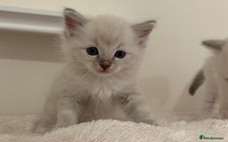 Ragdoll cats for sale: Ragdoll Kittens Male & Female - Image 9