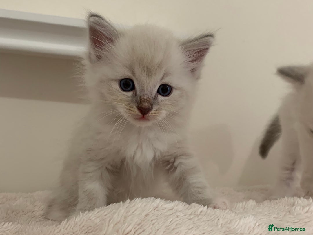 Ragdoll cats for sale: Ragdoll Kittens Male & Female - Image 9