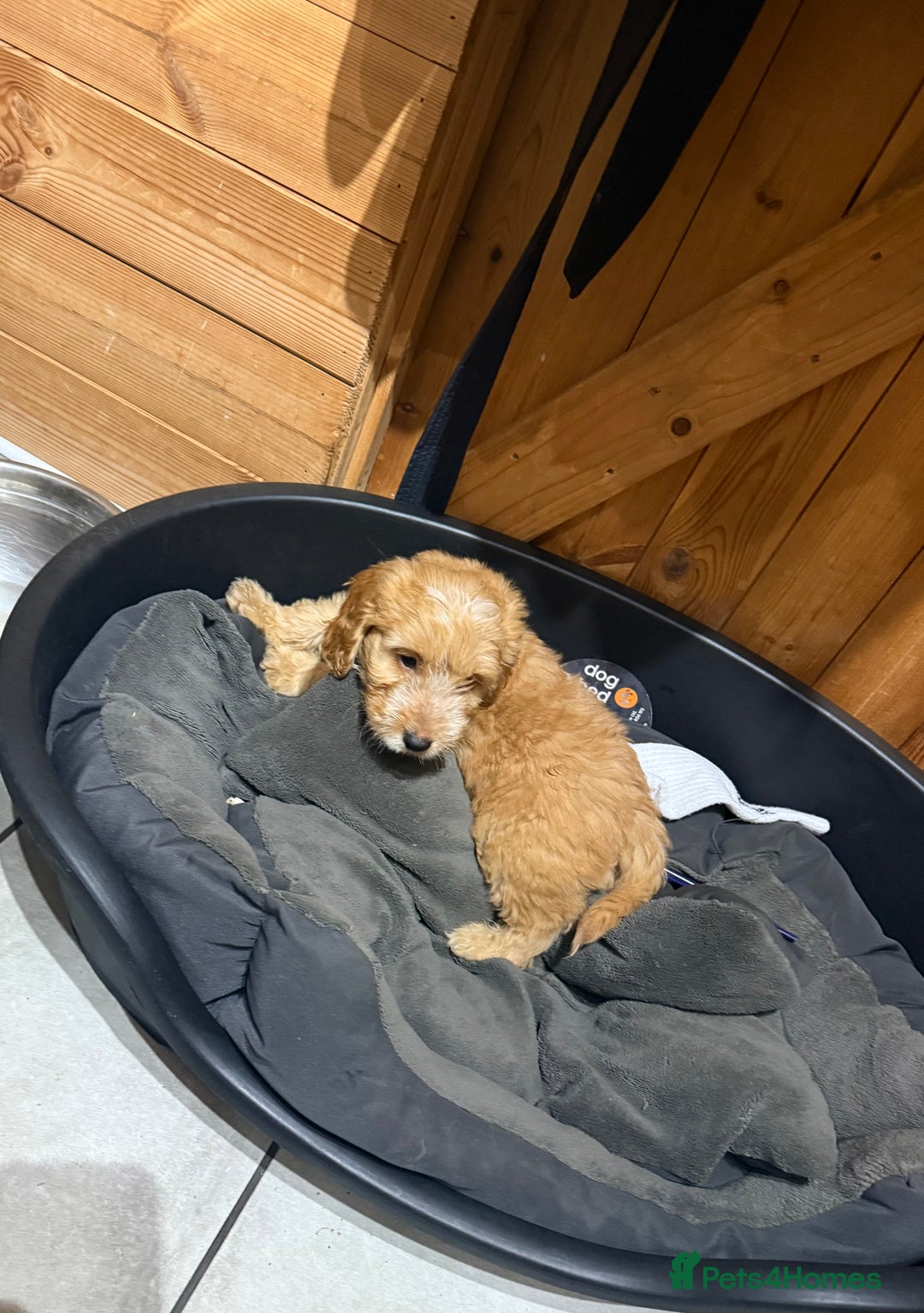 Cockapoo dogs for sale: F1 cockapoo puppies DNA HEALTH TEST CLEAR - Image 12