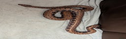 Boa Snake reptiles for sale: Brazilian rainbow boa snake - Advert 2