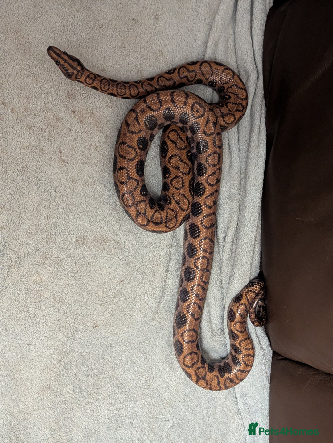 Boa Snake reptiles for sale: Brazilian rainbow boa snake - Advert 2