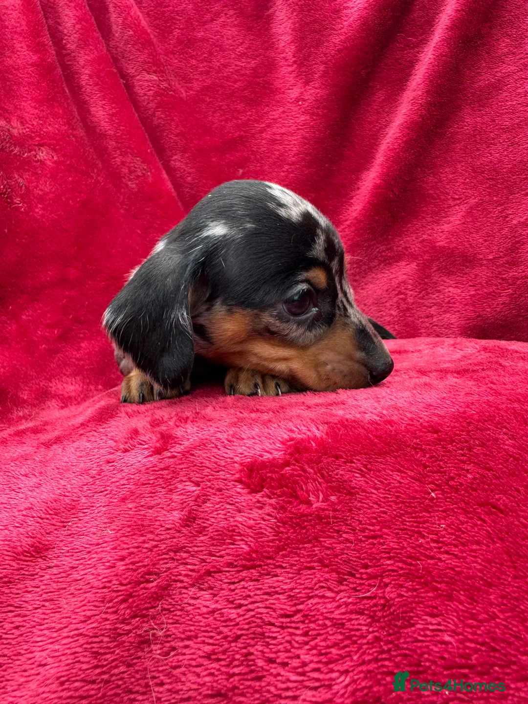 Miniature Dachshund dogs for sale: Dapple Miniature Dachshund puppies - Advert 10