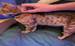 Mixed Breed cats for sale: One male kitten looking for he new home - Image 7
