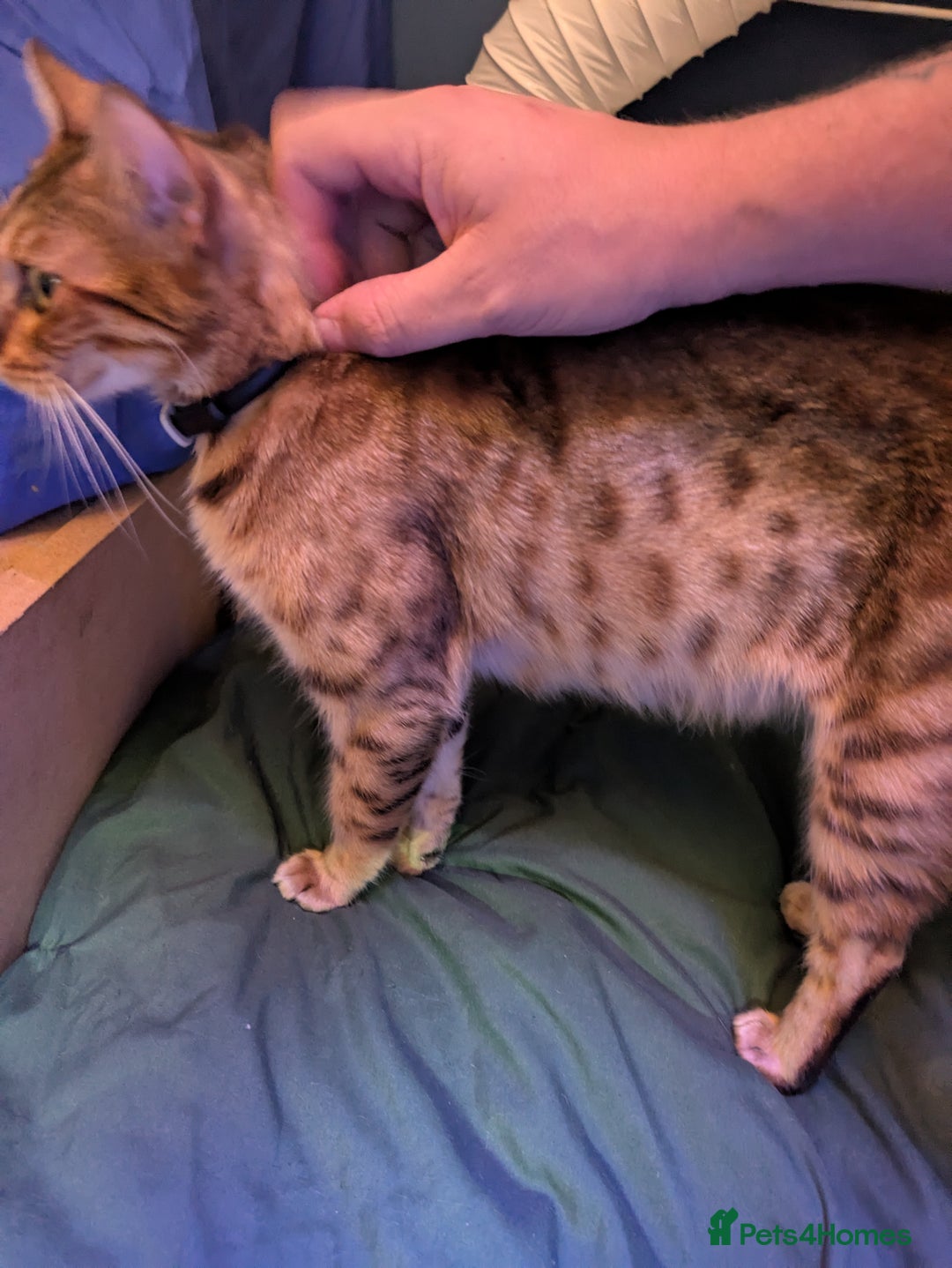 Mixed Breed cats for sale: One male kitten looking for he new home - Image 7