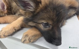 German Shepherd dogs for sale: Ready to leave  german shepherd puppy  - Image 11