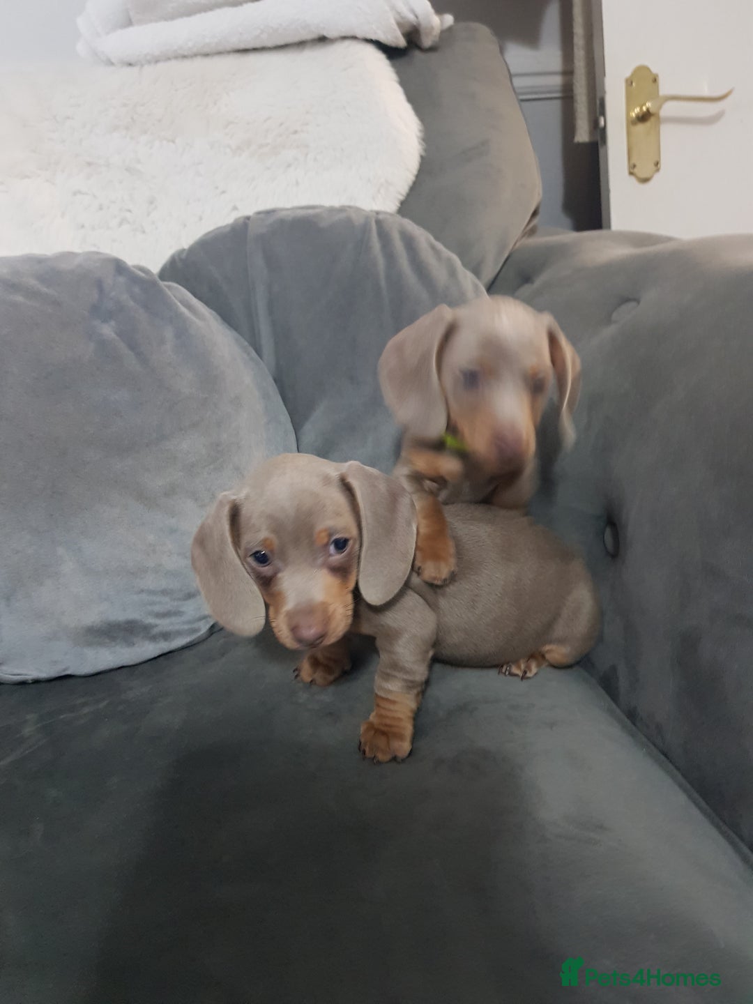 Miniature Dachshund dogs for sale: Miniature dachshund  - Advert 5
