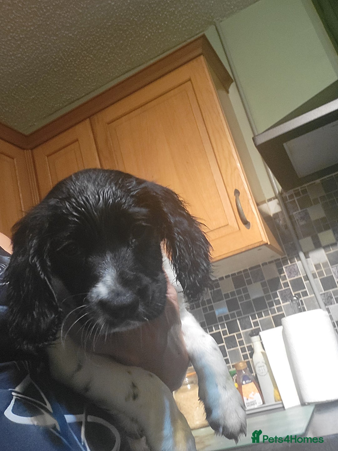 English Springer Spaniel dogs for sale: English springer spaniel pups  - Advert 21