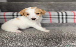 Mixed Breed dogs for sale: Cocker collie cross  - Image 4