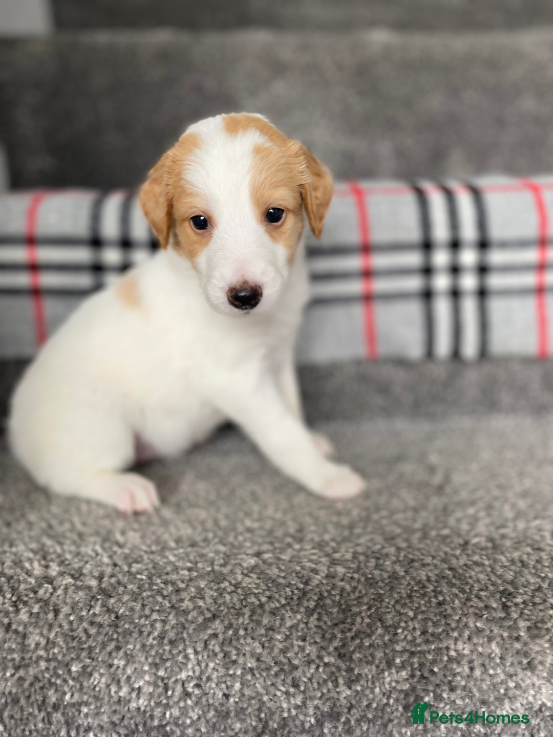 Mixed Breed dogs for sale: Cocker collie cross  - Image 4