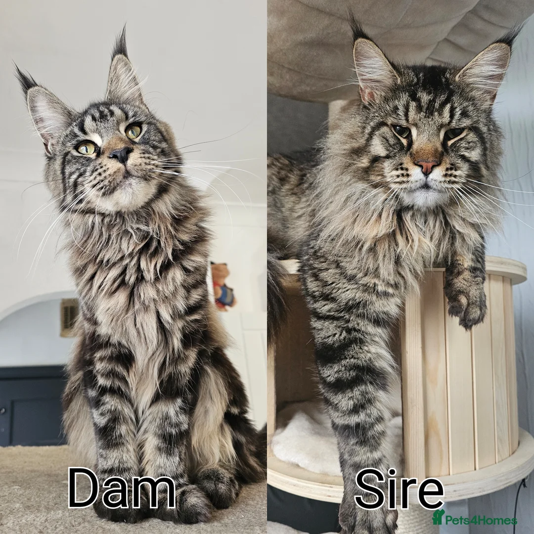 Maine Coon cats for sale: Pedigree Maine Coon girls - Advert 1