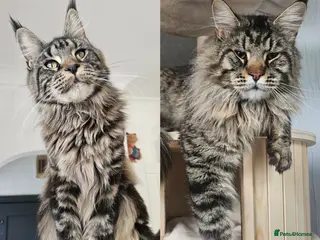 Maine Coon cats Pedigree Maine Coon kittens - Advert 2