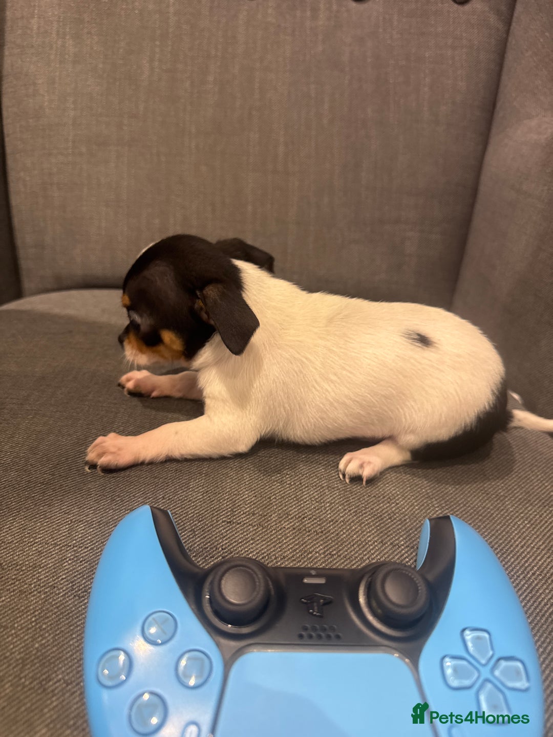 Chihuahua dogs for sale: 3 adorable apple-head tini puppies LF a home - Advert 10