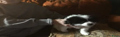 Mixed Breed 3