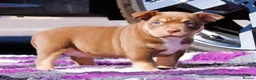 American Bully dogs for sale: ✨ Stunning ABKC Pocket Bully Puppies ✨ - Advert 12