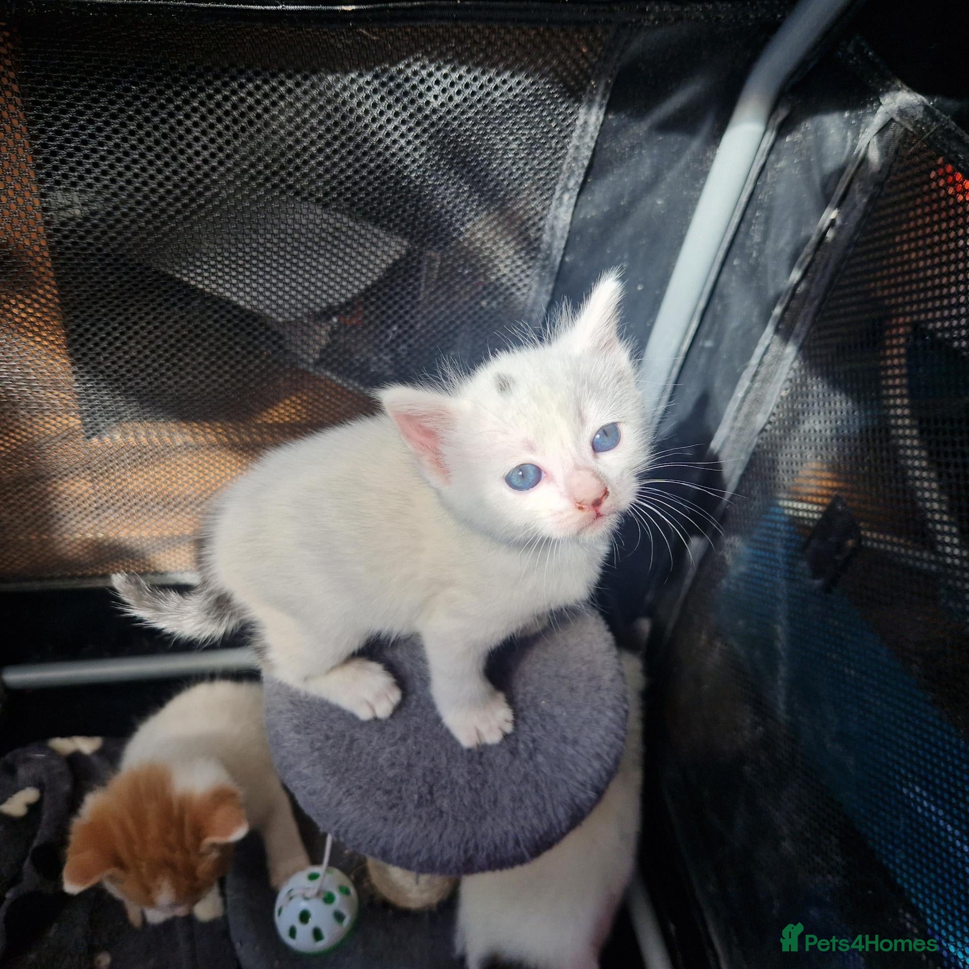 Mixed Breed cats Beautiful kittens  - Advert 1