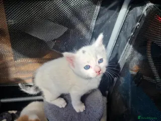 Mixed Breed cats Beautiful kittens - Advert 1
