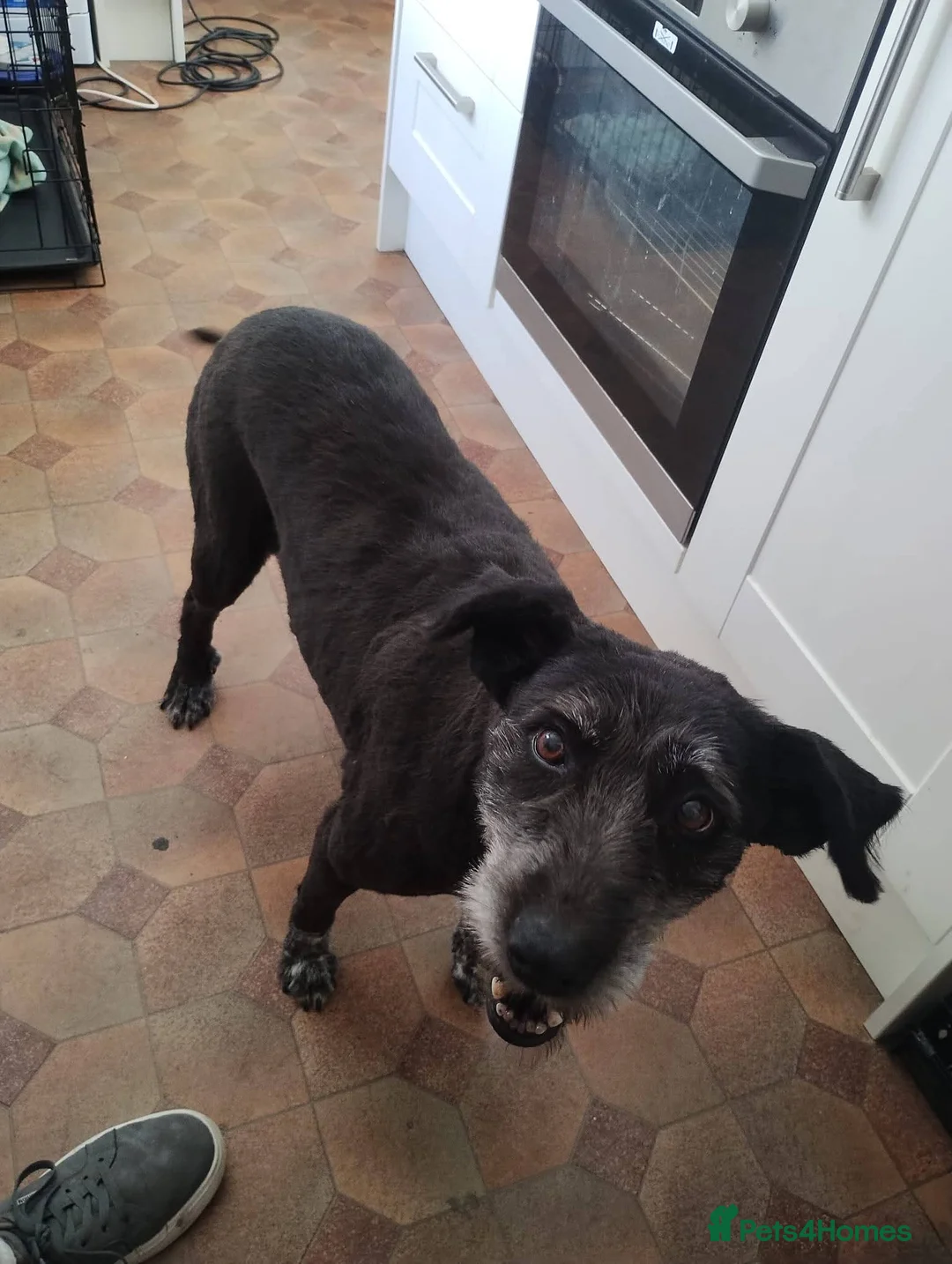 Mixed Breed dogs for adoption: Meet Paige, currently residing in West Midlands in Stourbridge - Advert 2