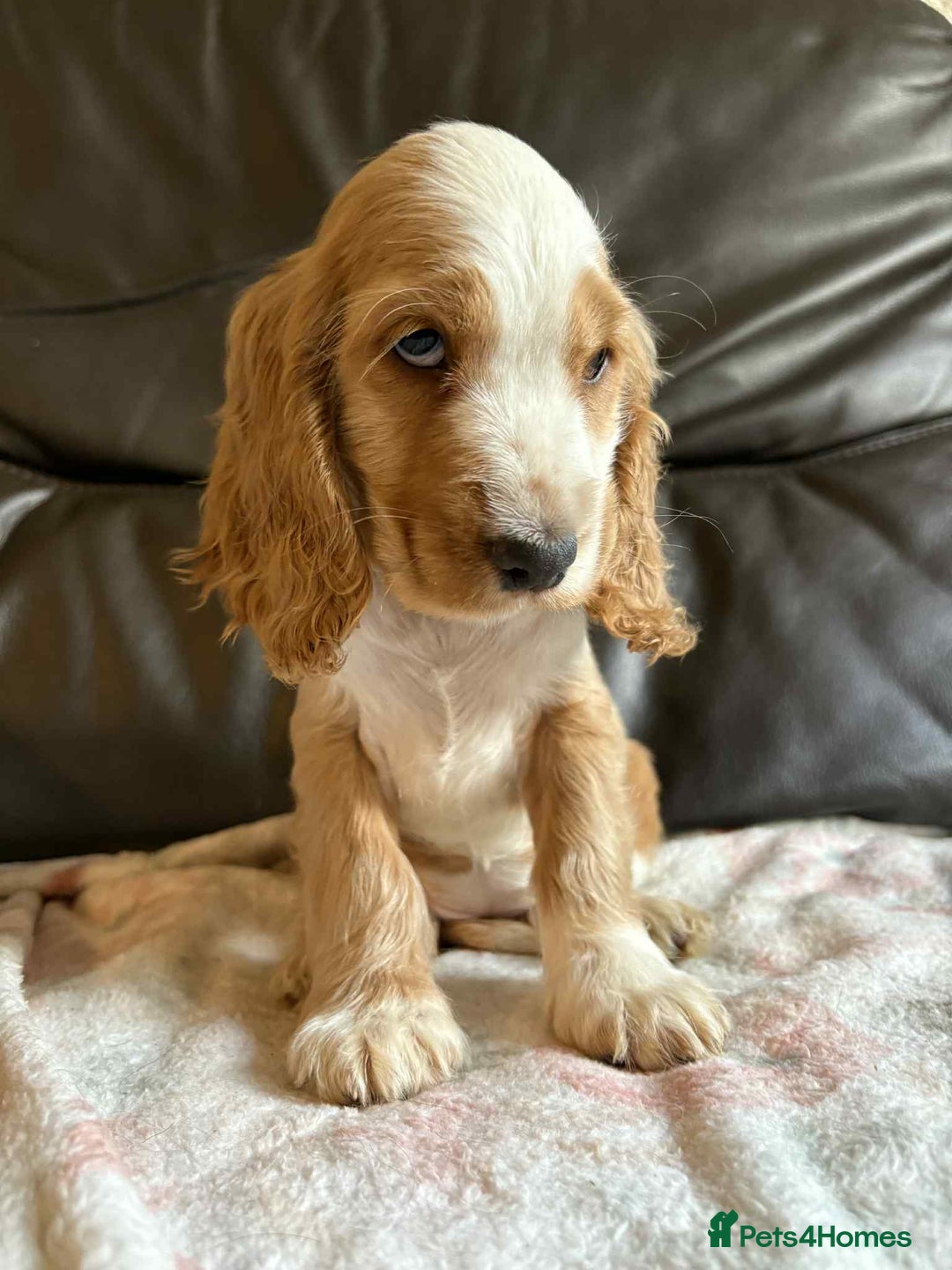 Cocker Spaniel dogs for sale: Show type Cocker Spaniel Puppies - Image 2