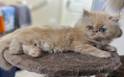 Persian cats for sale: Pedigree Persian Kittens ready to be rehomed - Image 26