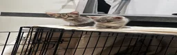 Bengal cats for sale: Bengal kittens for sale  - Advert 3