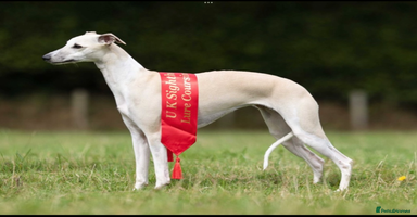 Whippet dogs - Advert 16