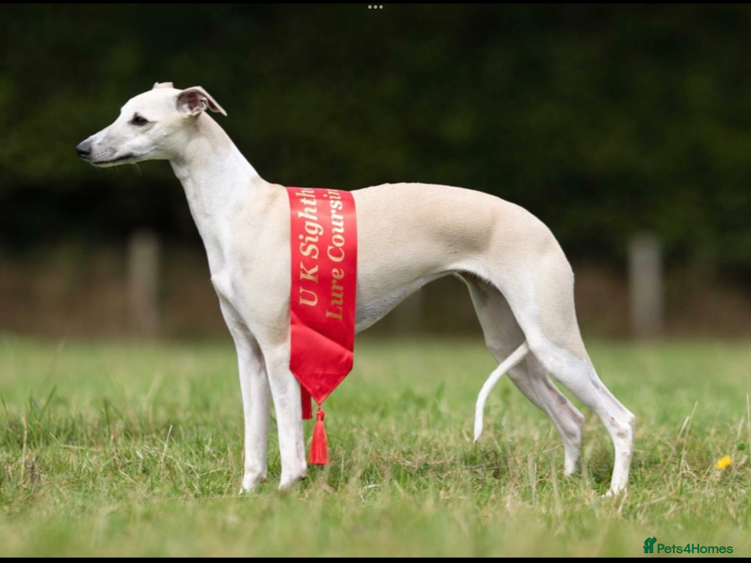 Whippet dogs for sale: Top quality pups due October - Image 8