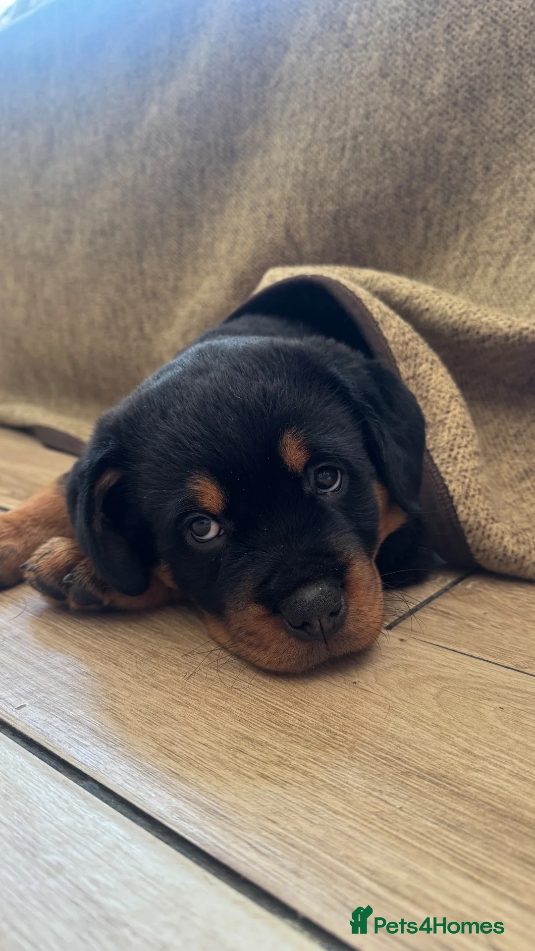 Rottweiler dogs for sale: Rottweiler Puppies  - Advert 2