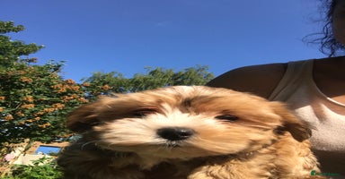 Morkie dogs - Advert 4