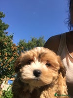 Morkie dogs - Advert 4