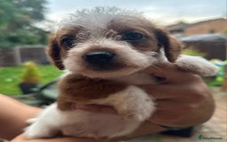 Jackapoo dogs for sale: Jackapoos puppies - Image 1