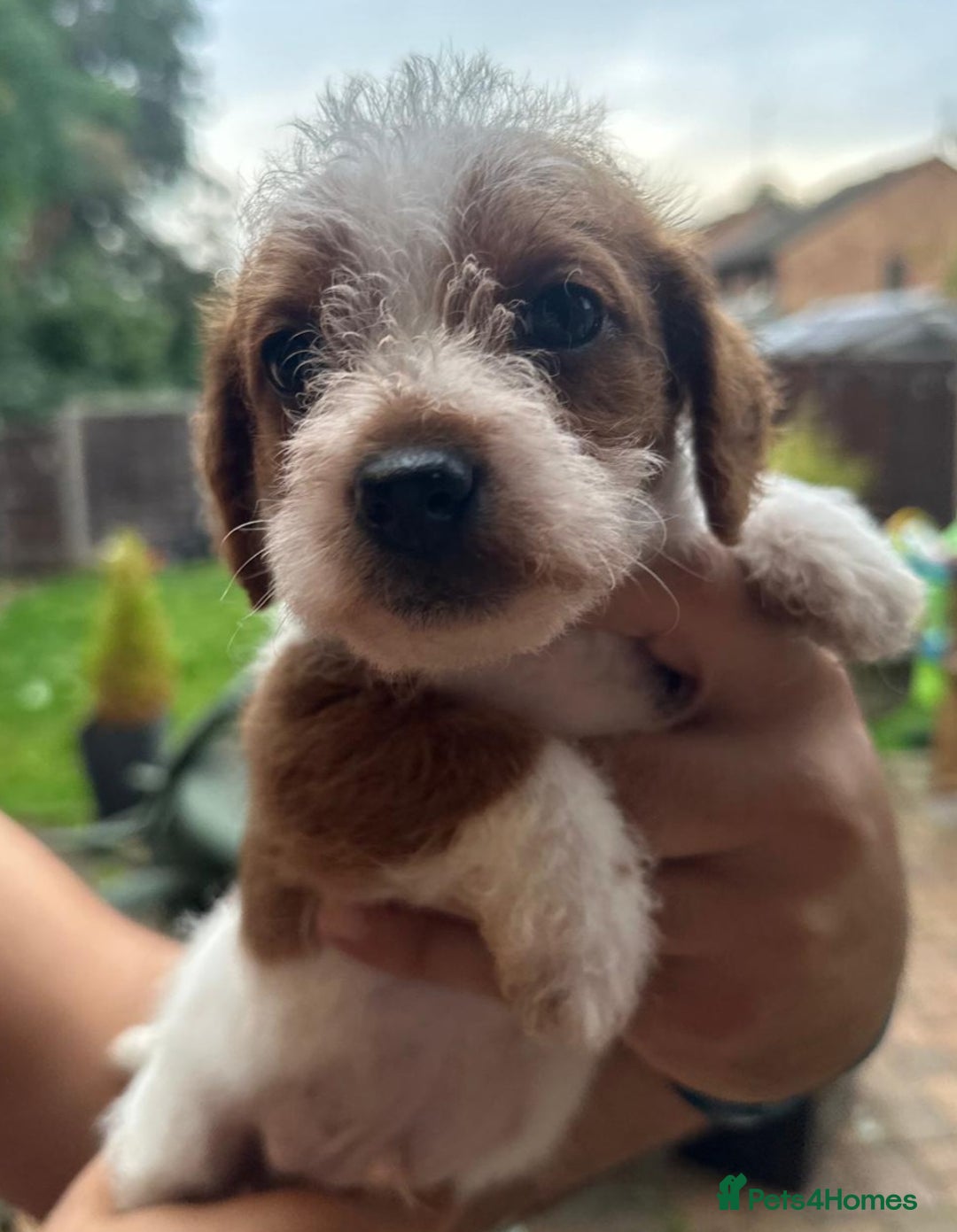 Jackapoo dogs for sale: Jackapoos puppies - Image 1