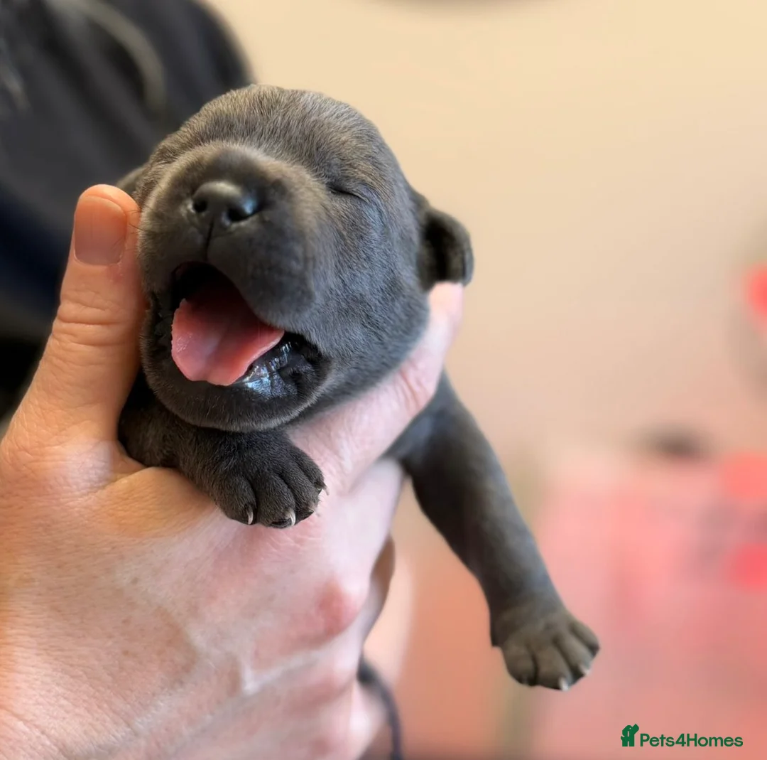 Staffordshire Bull Terrier dogs for sale: 🎖️Scuba_staffies. VALGLO x BRONSON lines 🎖️ - Advert 1