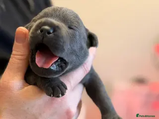 Staffordshire Bull Terrier dogs 🎖️Scuba_staffies. VALGLO x BRONSON lines 🎖️ - Advert 20