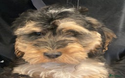 Cockapoo dogs for sale: STUNNING MINIATURE F1 COCKAPOO PUPPIES  in Slough - Image 18